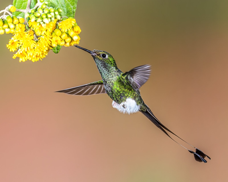 near, pistil, Hummingbird, flowers, booted, yellow, Booted Racket-tail, tail, bird, spread Wings, closeup, aviary, racket, 2K, nature, flying, iridescent