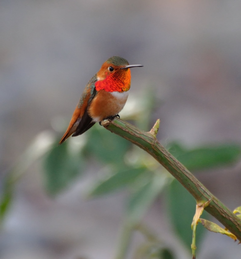 Humming  Bird, wildlife, California, macro photography, birds, Nature, Nikon, 720P, animal, hummingbird, perched, allen, Allens Hummingbird, branch, photography