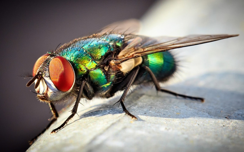 tablet, photo, insect, fly, bottle, green, 4K, laptop, phones, computers, mobile, common, macro, desktop