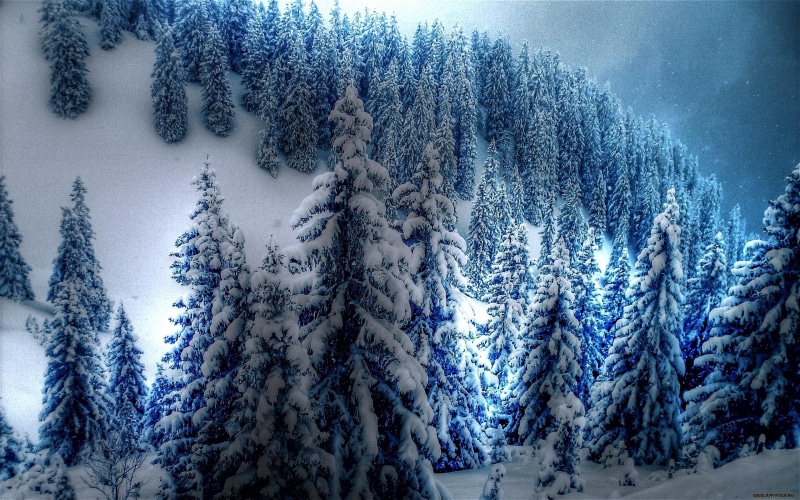 snow, blanket, 2K, cold, crisp, big, spruce, beautiful, clean, pine, white, 3d and abstract, trees, fresh, winter, blue