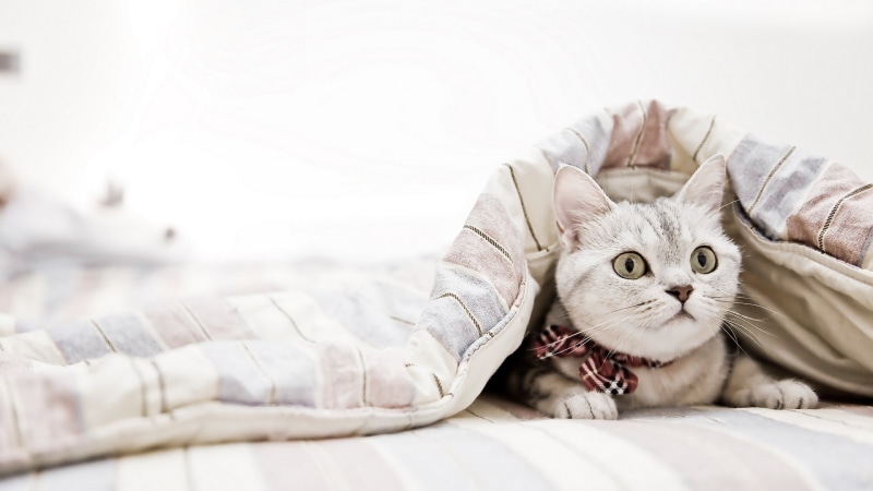 cute, bedroom, portrait, lying down, relaxation, kitten, feline, domestic, cat, furniture, indoors, mammal, 1080P, animals, domestic animals, one animal