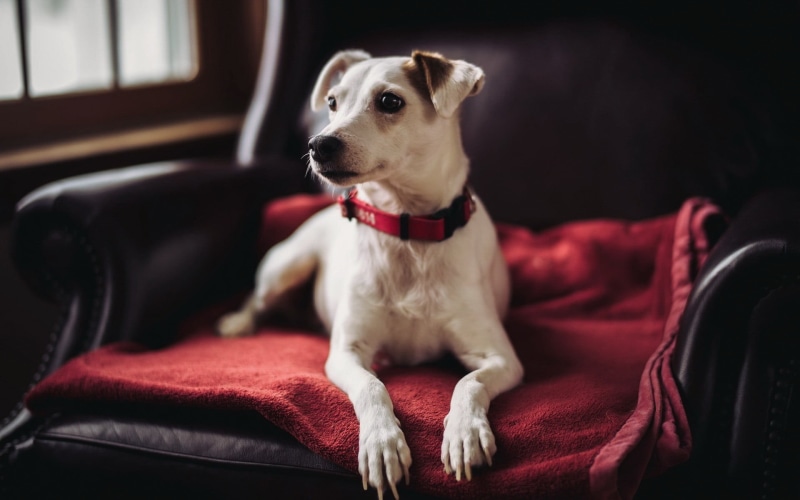 white, sofa, looking away, mammal, focus on foreground, vertebrate, pets, looking, canine, no people, sitting, indoors, red, relaxation, dog, domestic