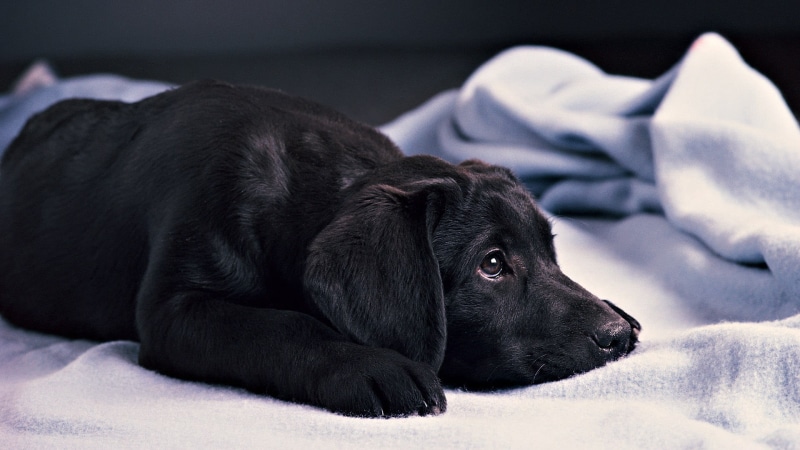 close-up, indoors, animals, 1080P, relaxation, animal, mammal, domestic animals, looking, blankets, pets, purebred dog, focus on foreground, dog, one animal
