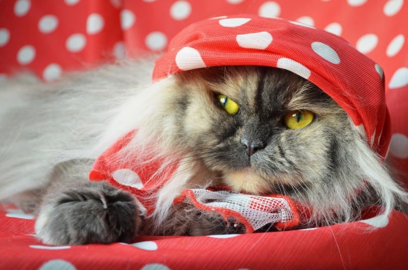 animal Hair, 4K, paw, gray, pets, animal themes, beautiful, cat, brown, animal head, domestic, santa Claus, fur, gift, shawl, young Animal, fun, mammal