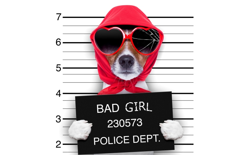 fashion, clothing, studio shot, terrier, hat, western script, front view, shawl, communication, glasses, brown, fun, white background, plate, cracked, security