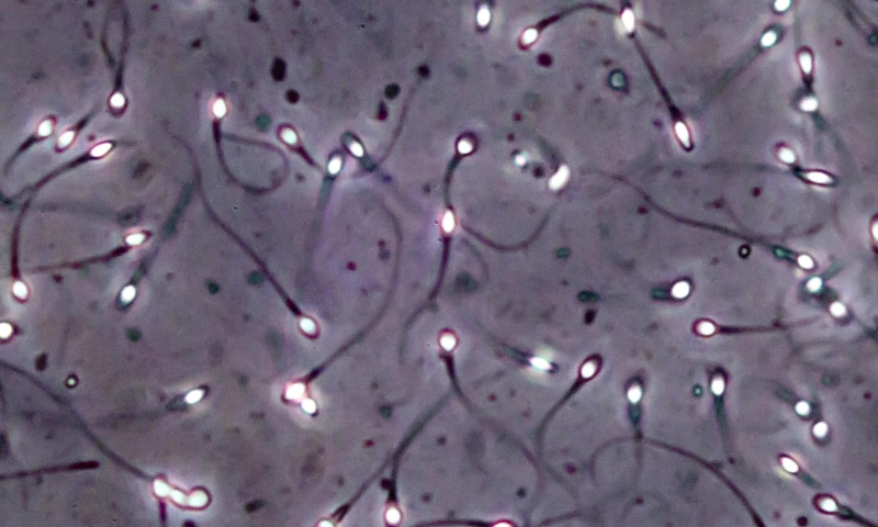 life, Sexual, sperm, eggs, Swim, man, abstraction, egg, abstract, Medical, Mating, 2560x1536 px, Sex, Cell, Swimming, 2K, vector, bokeh, men, psychedelic