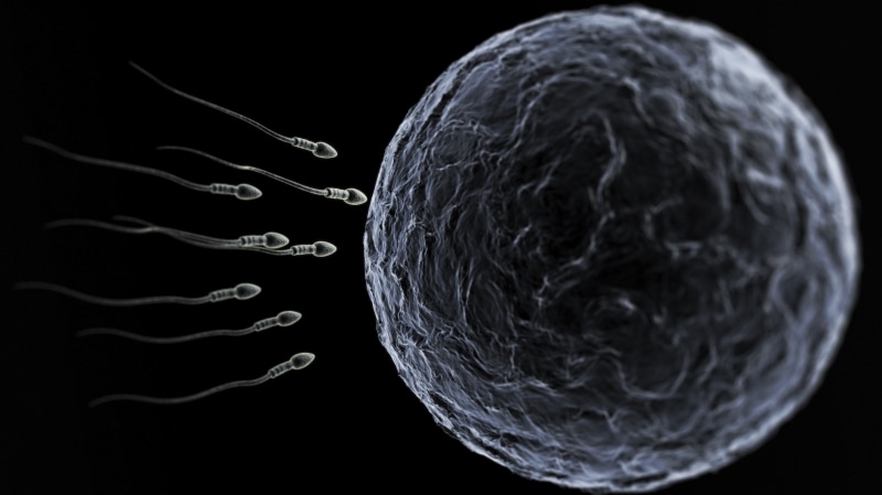abstract, Mating, close-up, sphere, Cell, studio shot, Sexual, Male, Medical, water, education, no people, pattern, 4K, black background, egg, DNA, circle