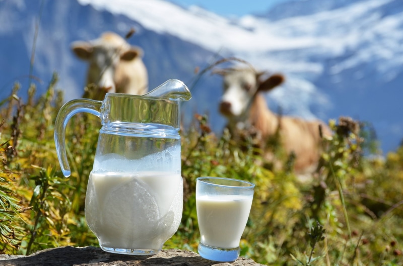 drink, yogurt, white, healthy Lifestyle, wellbeing, nature, cows, cow, dairy Farm, gourmet, wood - Material, animal, milk, juice, green Color, cup, freshness