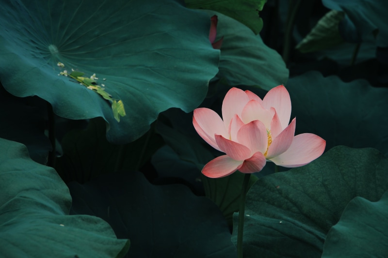 pond, vulnerability, flower head, flower, no people, inflorescence, outdoors, pollen, plant part, flowering plant, pink, petal, pink color, lotus water lily