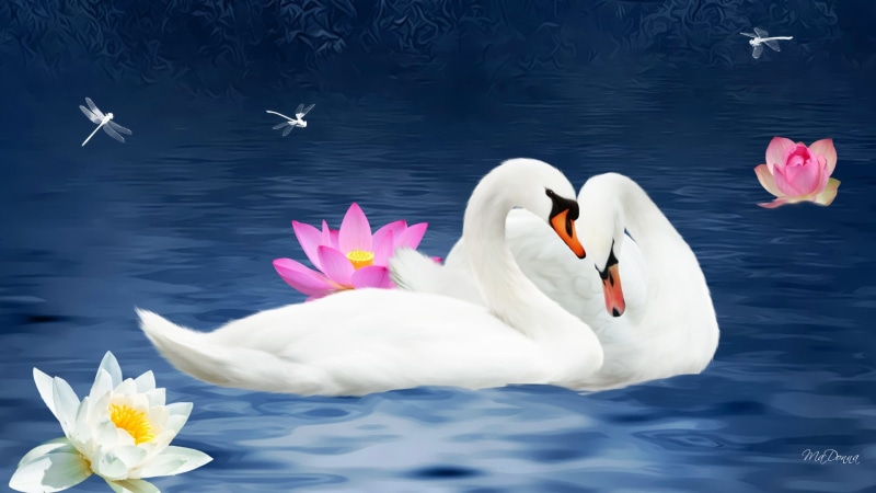 1080P, Lotus, Artistic, Love, Pond, Dragonfly, Couple, Birds, Swan