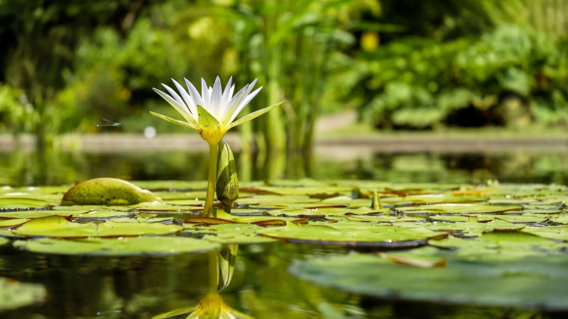 leaf, nature, freshness, water, flora, flower, green color, fragility, reflection, pond, lotus, 4K, outdoors, flower head, plant, purity, growth, beauty in nature