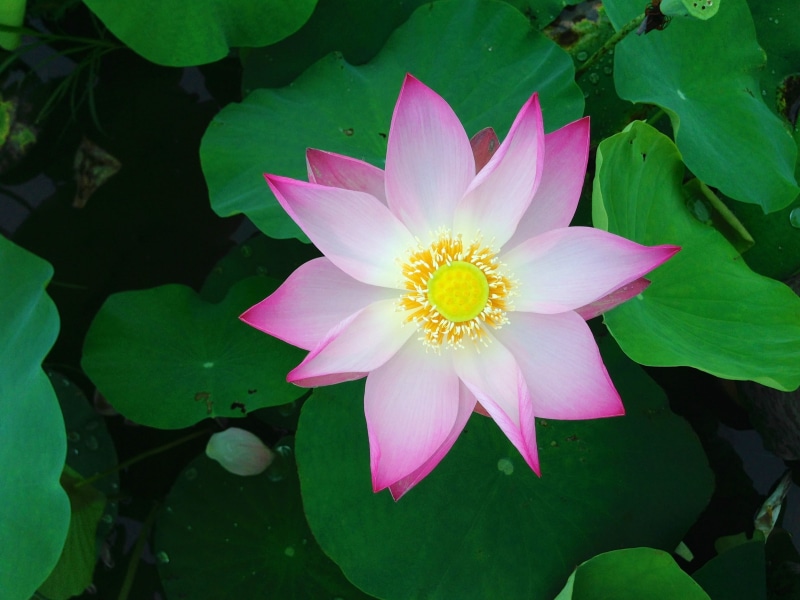 petal, no people, purple, pink color, fragility, bloom, pink, summer, photo, flowering plant, vulnerability, lotus water lily, botanical, lily, green, flora