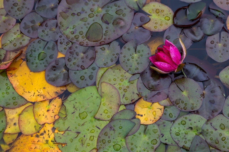 pads, high angle view, lotus water lily, plant part, floating, plants, flowering plant, plant, beauty in nature, floating on water, flower, water, outdoors