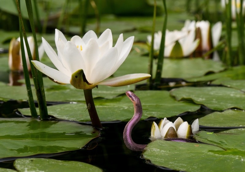 flowering plant, no people, animal, lily, garden, grass snake, water Lily, white, plant part, bloom, pollen, selective focus, snake, purple, focus, beauty In Nature