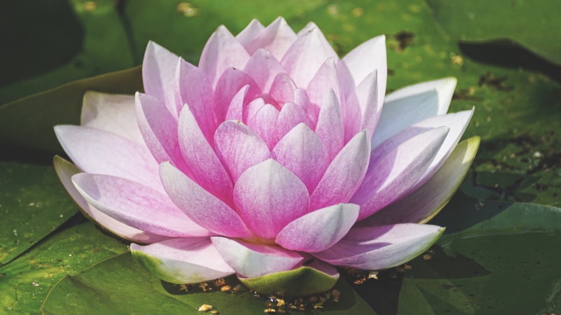 bloom, springtime, nuphar lutea, inflorescence, pond, close, aquatic plant, lake rosengewächs, flower head, leaf, floating on water, pond flower, lotus