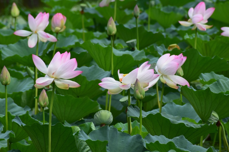 water, lotus water lily, asia, plant part, blooming, pink color, floral, tropical, lily, pattern, beauty in nature, purple, natural, garden, white, fragility