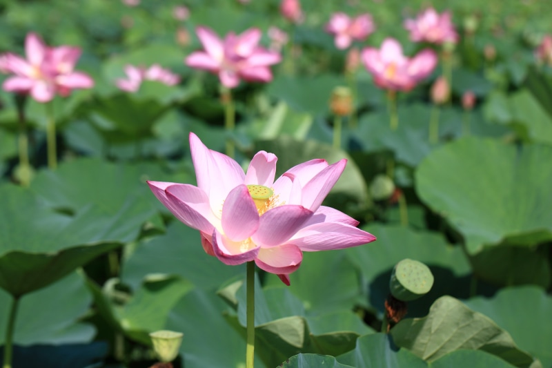 Canon EF, 行田, pond, hi-res, summer, 5D  Mark II, plant, lotus Water Lily, petaled, botany, selective, Macro, さいたま, Lotus Pond, water Lily, leaf, 5K, 蓮