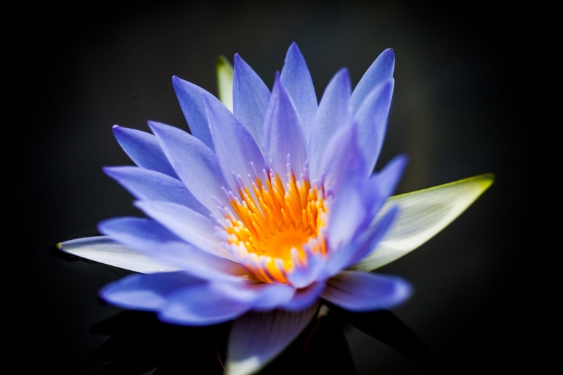 plant, petaled, flower, California, floral, San Francisco  USA, United States of America, lake, blue, botany, flower Head, single Flower, lotus Water Lily