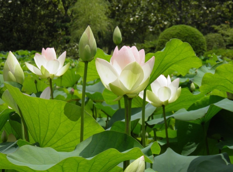 inflorescence, nature, flowers, botany, flowering plant, season, petal, white, lotus, formal Garden, green Color, pink Color, freshness, backgrounds, leaf