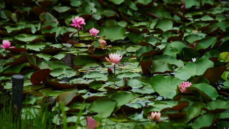 green, waterlilies, lotus Water Lily, AUTO, petal, Sound, top, 5K, leaf, flower, nature, None, TELEPHOTO, body, water, pink Color, スイレン, pond, on top