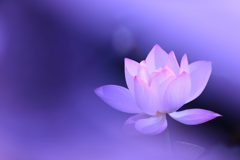 background, pink, 5K, flower, Lotus, lilac