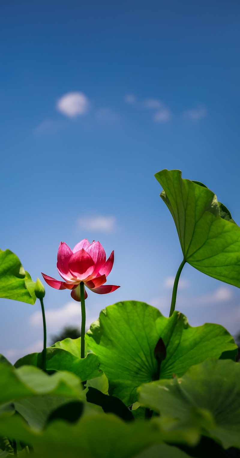 Vietnam, plant stem, freshness, flower head, Background, 4K, nature, pink, calendar, plant, blue, Red, outdoors, vulnerability, green color, Lotus, beauty in nature