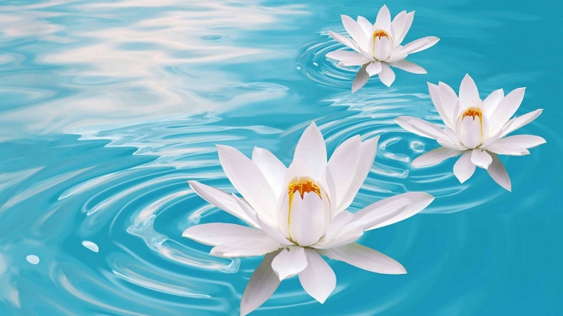 bali, peace, island, flower, summer, plant, floral, spring, design, leaf, art, flowers, 1080P, lotus