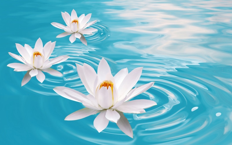 white color, petal, relaxation, water Lily, water, pollen, flowers, spa Treatment, botany, lotus Water Lily, beautiful, floating On Water, beauty, inflorescence