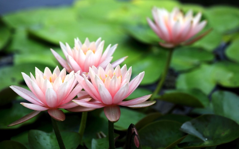 Lilies, Pink, Petals, 2K, Flower, petaled, Water, flowers