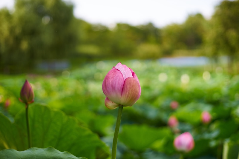 close-up, pink, lotus, 蓮, outdoors, flower, F1.4, Lotus flower, Contax, daytime, 5K, lotus Water Lily, flower bud, My favorite, beauty In Nature, photo