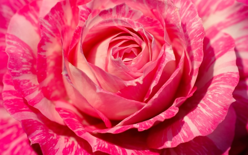 1080P, close, Petals, Flower, Pink, Rose, Photography, Macro