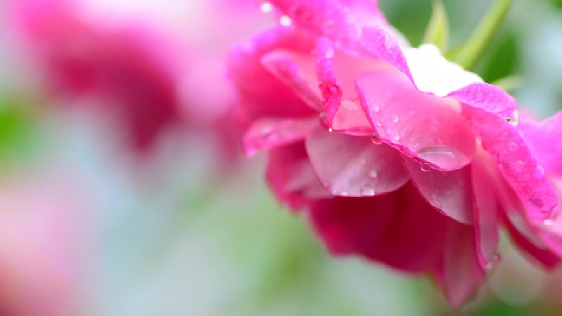 drops, 1080P, pink roses, water drops, flower, drops of water, petals, water, pink, roses