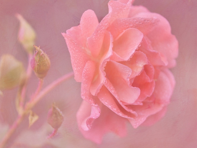 close, Water, 1080P, Rose, Pink, Drops, Flower