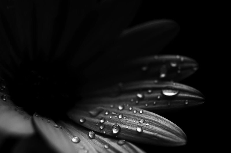 Detail, Earth, petal, Gravity, nature, Explore, drops, exposure, single Flower, Space, photography, grayscale, plant, close-up, water, black Color, blackandwhite