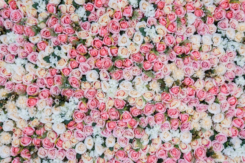 field, roses, flower, pink, 8K, bud, background, white, buds, rose, flowers