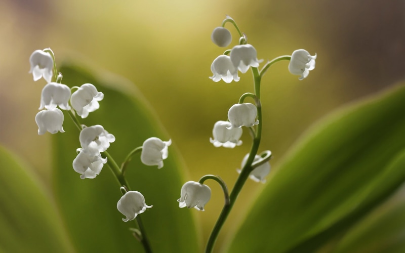 Valley, White, Flowers, 1080P, Little, Lilies