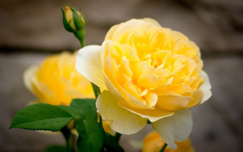 Bud, Flower, Petals, 1080P, close, Yellow, Rose
