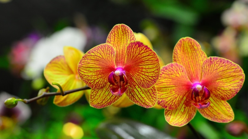 Orange, Orchid, Red, Petals, Phalaenopsis, 1080P