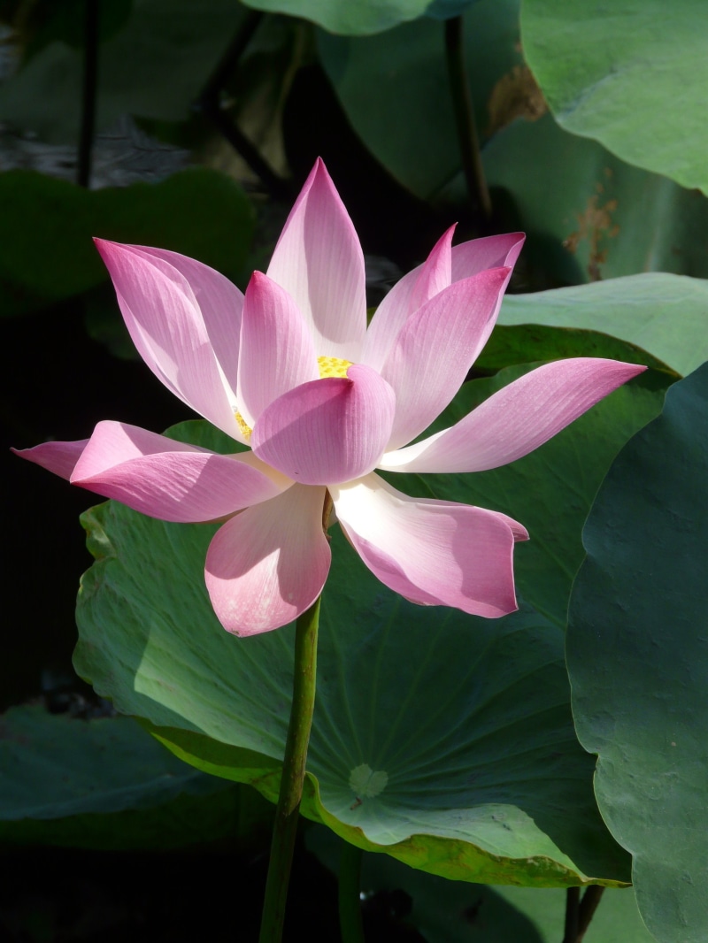 floating on water, petal, freshness, flowering plant, vulnerability, inflorescence, close-up, lotus plants, plant, beauty In Nature, water Lily, pink, outdoors