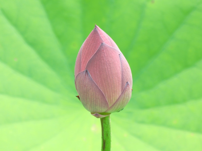 close-up, leaf, Lotus flower, botany, flower, nature, bud, summer, 2K, hi-res, plant, flower bud, pink, photo, petal, pond, Nelumbo, 花, lotus Water Lily