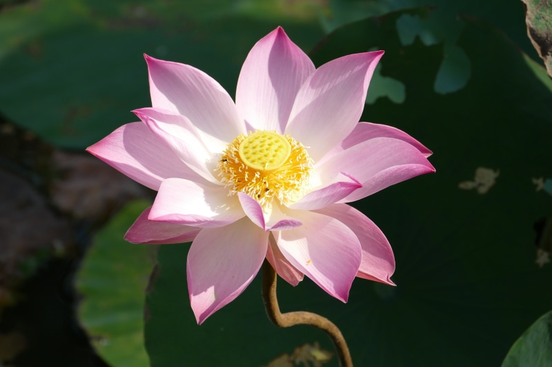 flower Head, beauty in nature, lotus, landscape, plant, nature, vulnerability, aquatic plant, pond, growth, summer, inflorescence, pink, pink Color, blossom
