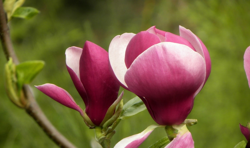 Magnolia, shallow focus, flower, photography, plante, 4K, pink Color, nature, springtime, plant, petal, pink, flowers, shallow, tulip, focus, flower Head