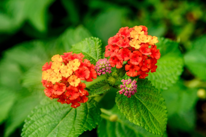 Lantana, Color  Red, f / 1, 4K, shallow focus, Japan, f/1, 8G, Summer, Flower, Nikon AF, Bokeh, Tree, NIKKOR, Lantana camara, red, yellow, Kanagawa, f/1.8