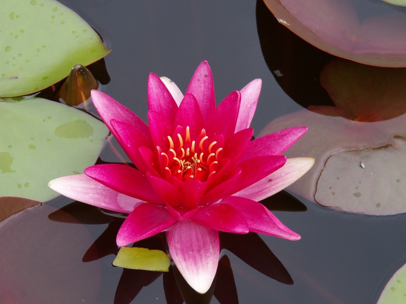 Youre my star, water Lily, beauty In Nature, summer, shallow focus, nature, pink, flower Head, flower, Zurich, leaf, petal, lotus Water Lily, focus, 1080P