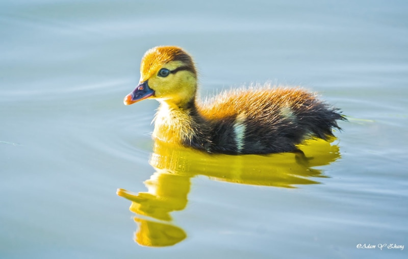 Flower, Gallery, lens, 长焦, Nikkor, gorgeous, Photographer, body, ngc, black and yellow, 美丽, Fine  Art  Photography, Macro, lake, water, Beauty, duck, Curve
