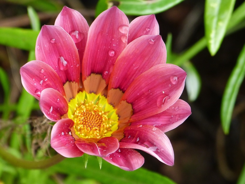 4K, water, red, Gazania, Salisbury, pink, Maui Hawaii, yellow, flower Head, photo, botany, round, petal, travel, selective, nature, beauty In Nature, leaf