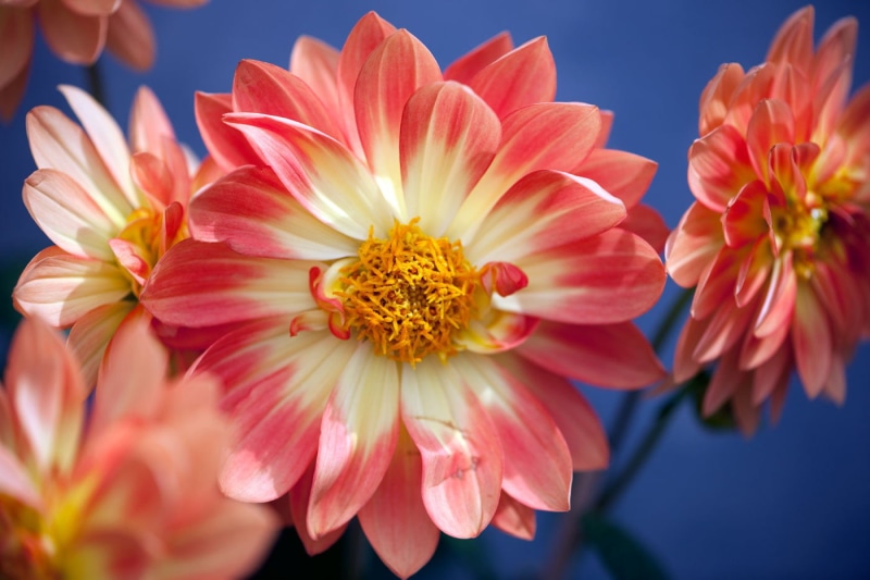 white, flowers, close-up, Dahlia, dahlias, photo, yellow, NGC, NPC, fond, Flower, Nature, summer, pink, flower Head, Plant, pink Color, petal, 720P