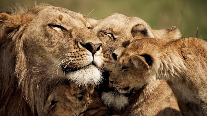 east Africa, cub, tender, tanzania, animals And Pets, big Cat, positive emotion, animal, male Animal, sweet, serengeti National Park, mammal, animal family