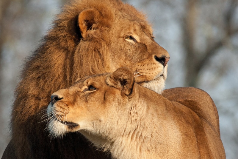 carnivore, group of animals, wilderness Area, vertebrate, nature, no People, masai Mara National Reserve, animals In The Wild, day, wildlife Reserve, big Cat