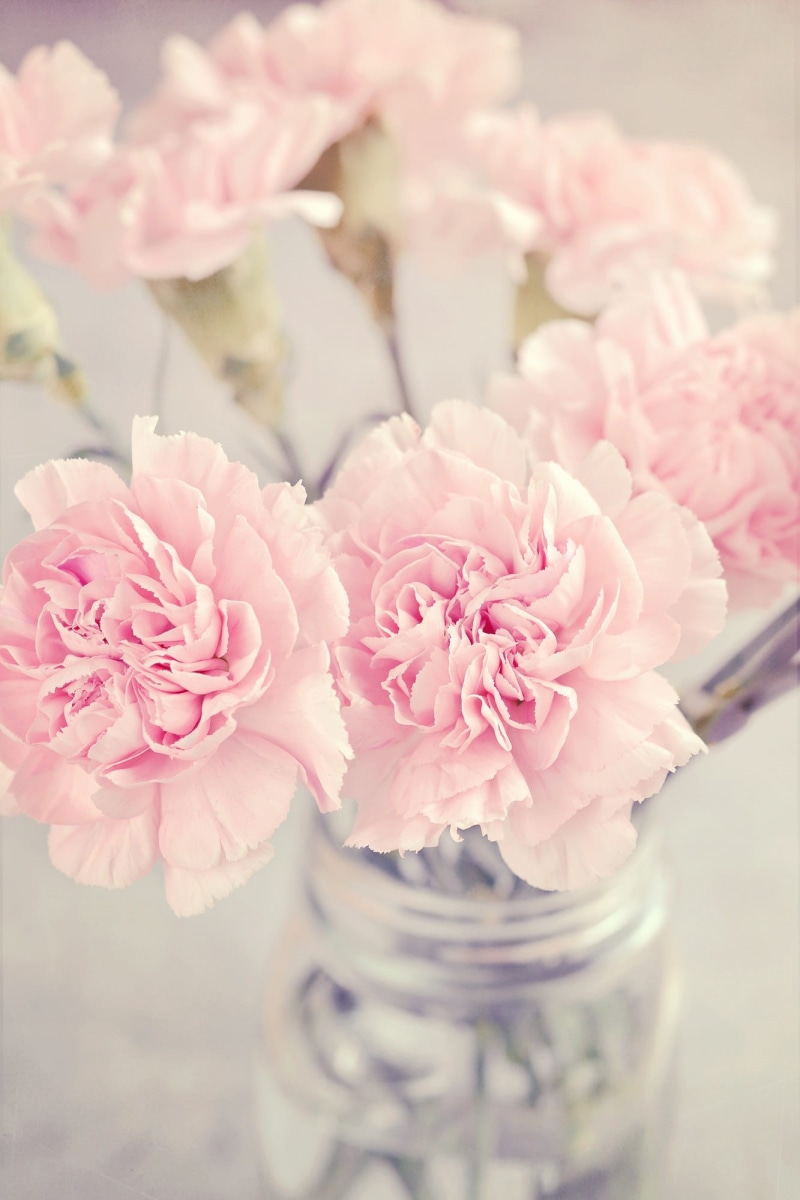 selective focus, photo, 1080P, close, flowers photography, romantic, pink color, beauty in nature, decoration, pink, petal, pink flowers, flowers, tender